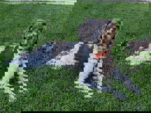 Dd Rondo Clint 1 (1)