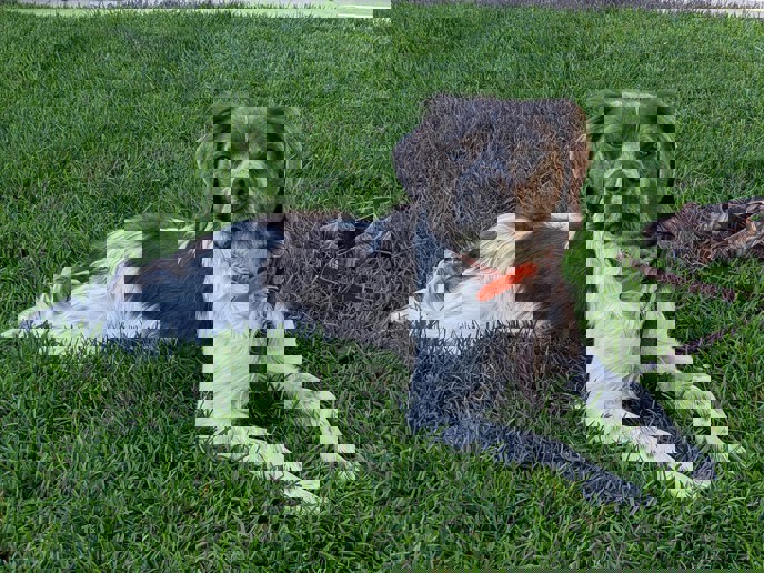 Dd Rondo Clint 1 (1)