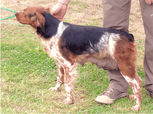 Hawkwise Witchcraft Creeping Tan