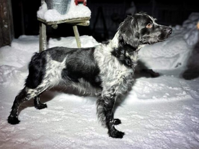 Snöfjällets Cola ,Floyd