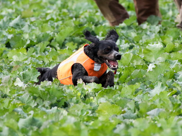 Almkullens Bijou2015