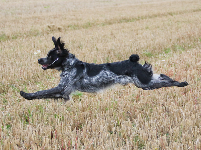 Almkullens Konjak2022