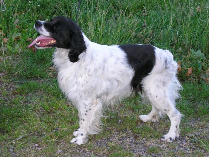 3 Cacit 1 Cac 7Exellent Medverkat I Vm Mm. Jaktchampion I Belgien.