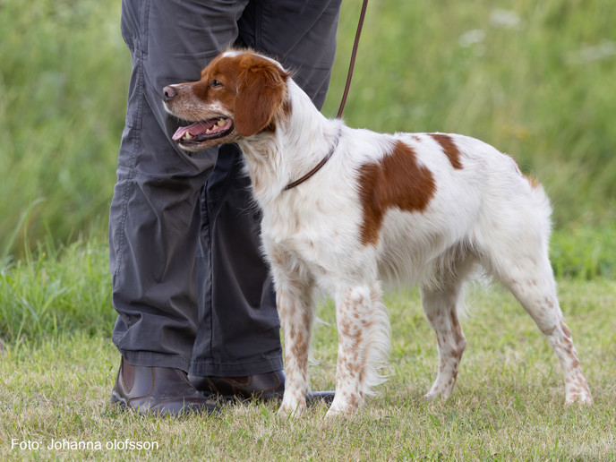 Bandittens Fraekke Batman Äg Allan Hansen2025