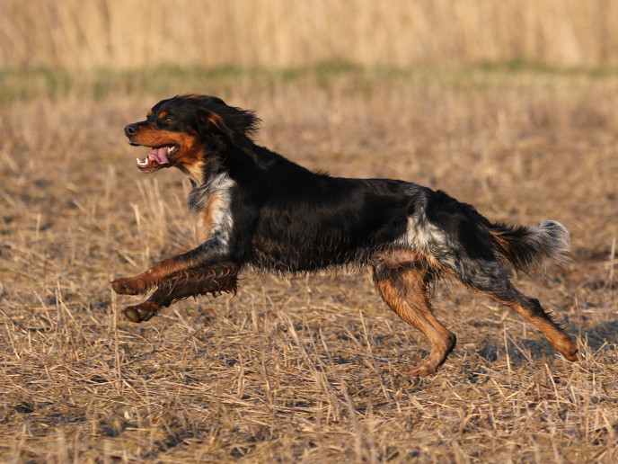 Almkullens Castro2014 2