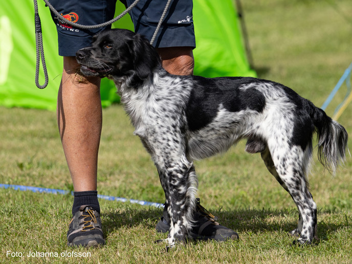 Lill Gemons Santos Äg Ulf Eliasson2025