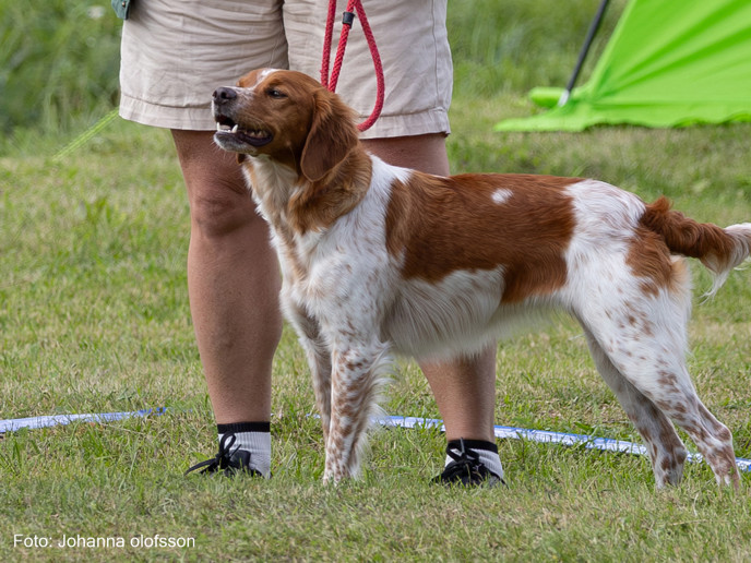 Ripvidets Vilja Äg Daniel Ersson Action + Övriga Bilder Breton2025