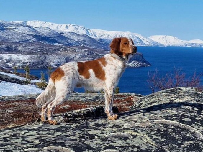 Nemo I Alta L 600X430