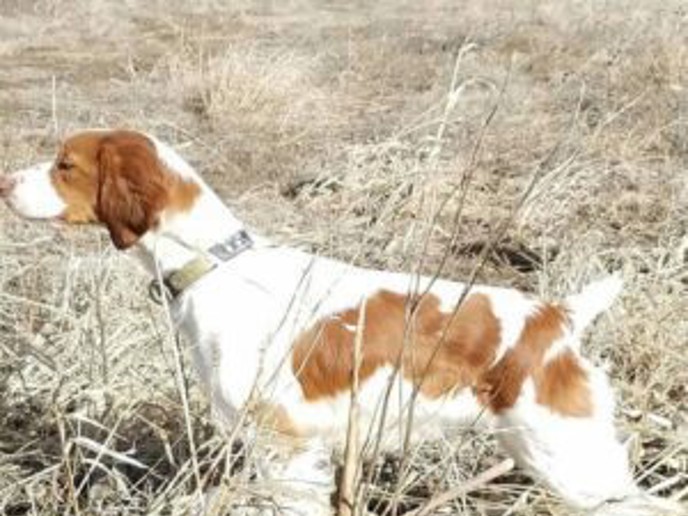 High Plains Jessie 300X300