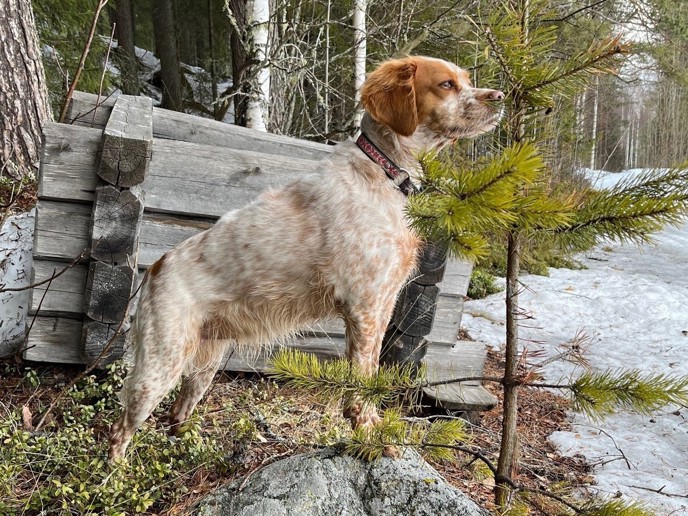 Eirams Fina Fågelfinnare 2