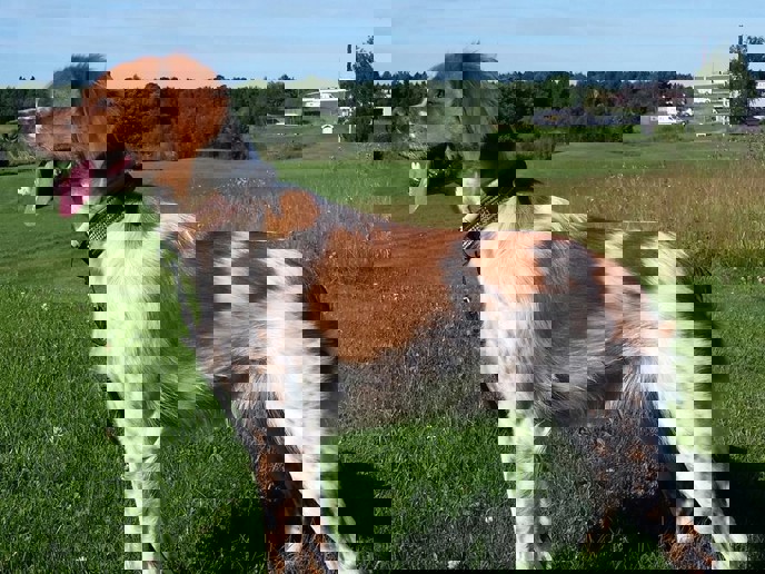 Indra Etoile De Passemarais 1