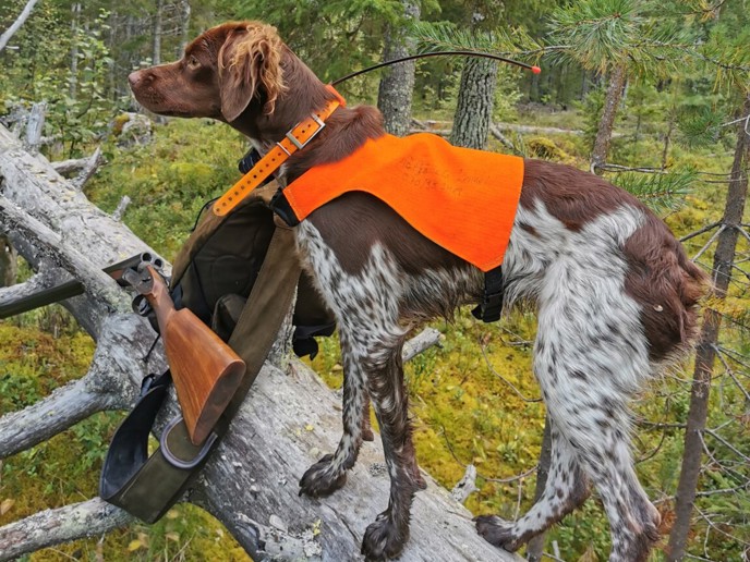 Snöfjällets Black Brownie