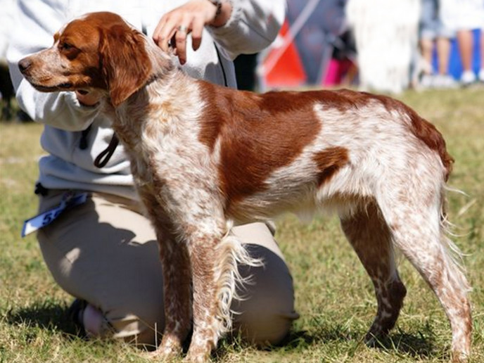 Eirams Raska Rivjärn 1