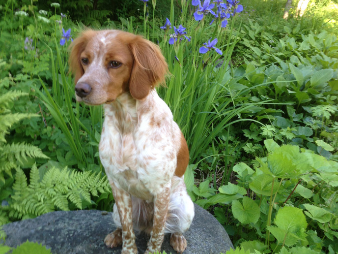 Tricky Treet S Iriz (1)