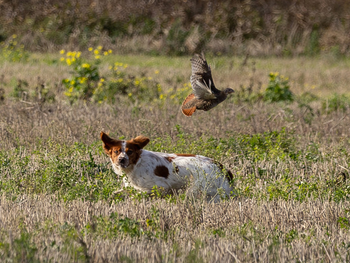 Almkullens Kassie2024