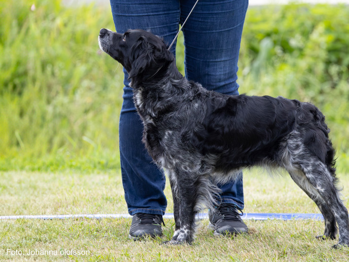 Eirams Galna Gilda Äg Marie Nylander2025