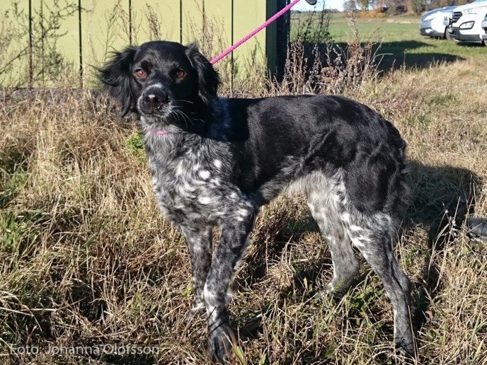 Fönsvigs Jardore Äg Kjell Björne