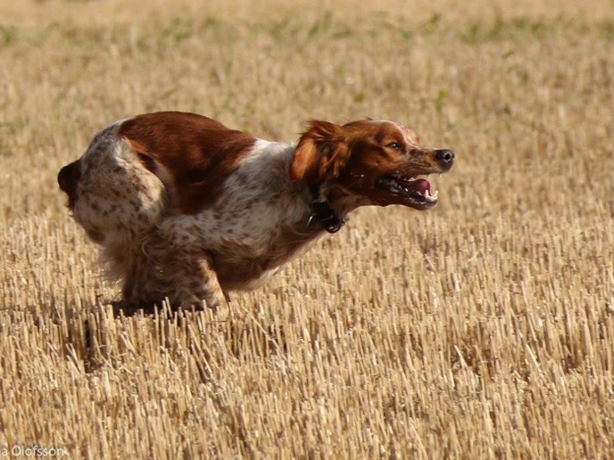 Kenzo 1024X683 Sm Vinnare