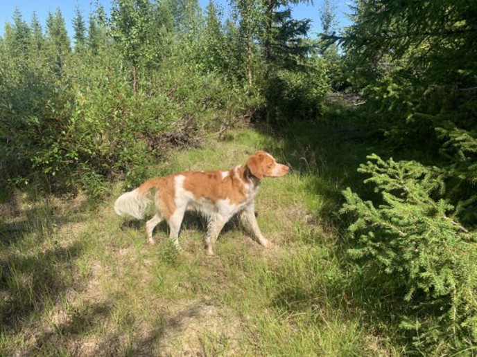 Lindalsgårdens Ozzy