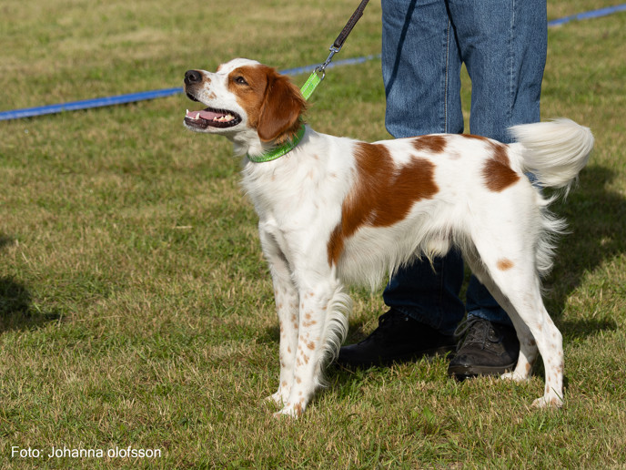 Isaks Rikki Äg Sven Wikström2025