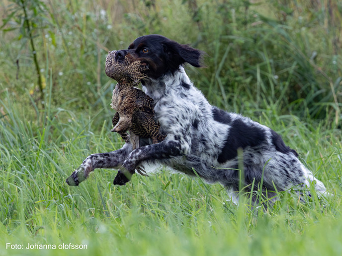 Eirams Enastående Edea Äg Daniel Ersson2025