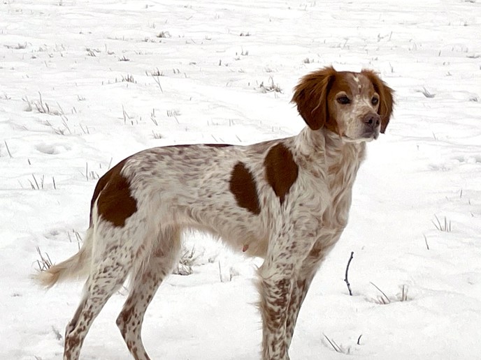 Fiskonfjällets Kira (4)