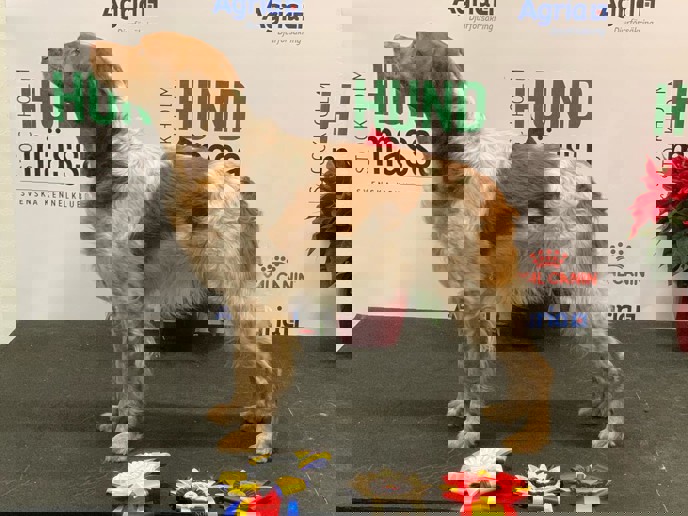 Eirams Icke Illa (Emilias) Nordic Vinner