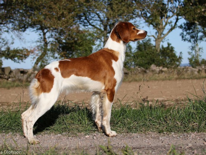 Almkullens Flying Flua