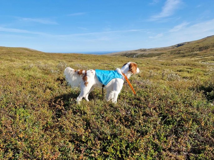 Suhlegan PJ Heikki 1