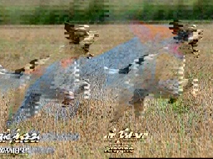 Red Garlic's Wasabi Willie Årets 2015