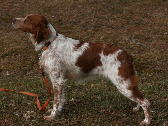 Tilde Du Clan Des Perdrix