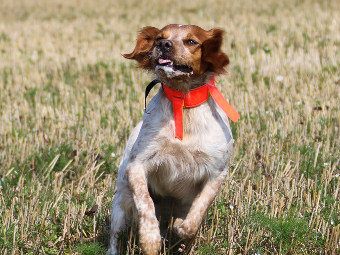 Almkullens Isidor (1)