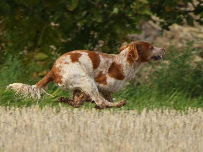Fiskonfjällets Zita 1