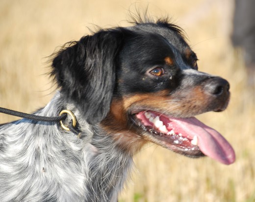 Red Garlics Uniq Ess Huvud