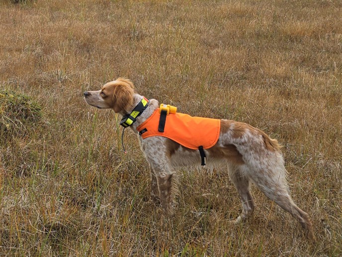 Sagatunrypas Silje 2