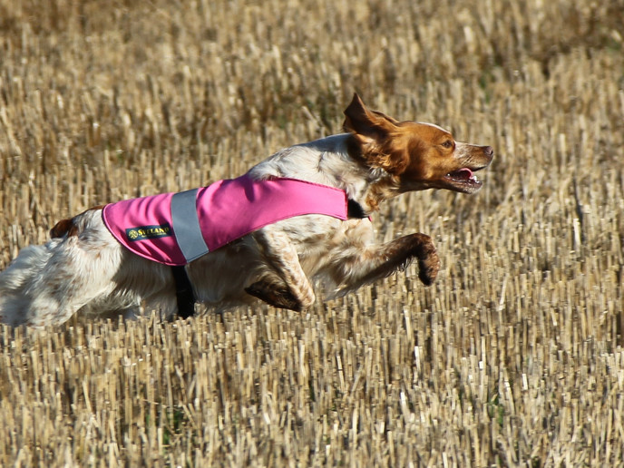 Mustang Des Bois De Gland 2