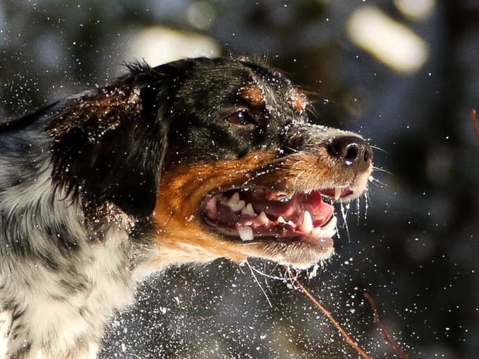 Almkullens Gucci2016 2