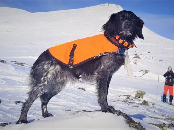 Röbäcksslättens Blackpeggy (2)